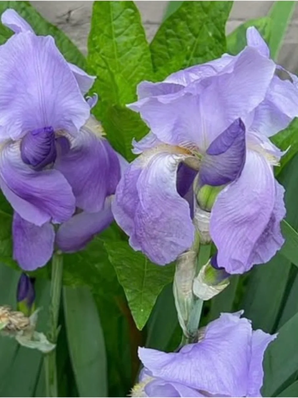 20 medium and small sizes rhizomes . Purple Iris for $20. See Pics.